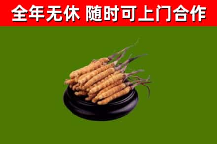 革吉县烟酒回收冬虫夏草.jpg